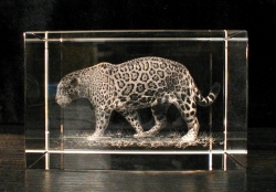 Ягуар. Сувенир из стекла с лазерной графикой.